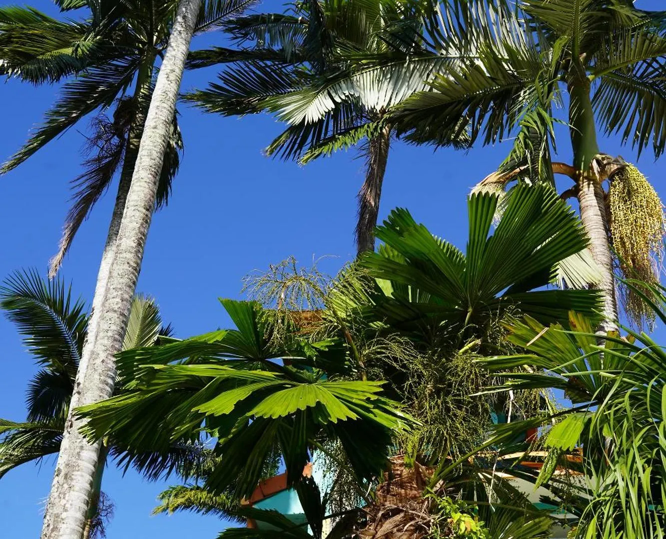 Casa Papaya Adults Only Apartment Port Douglas